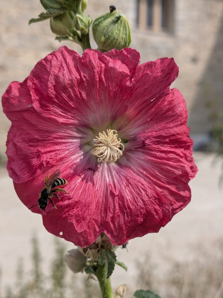 Rose trémière
