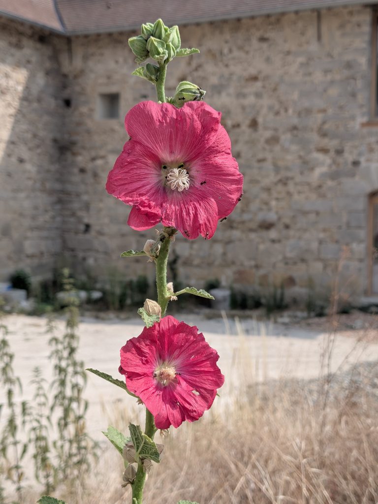 Rose trémière