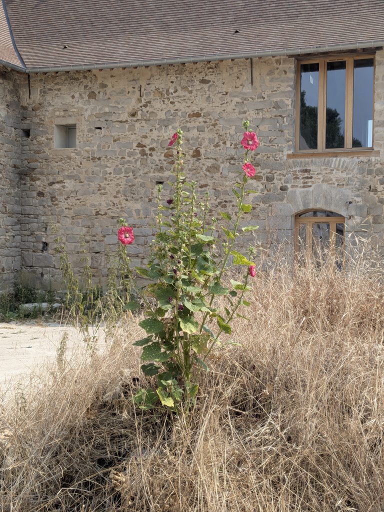 Rose trémière