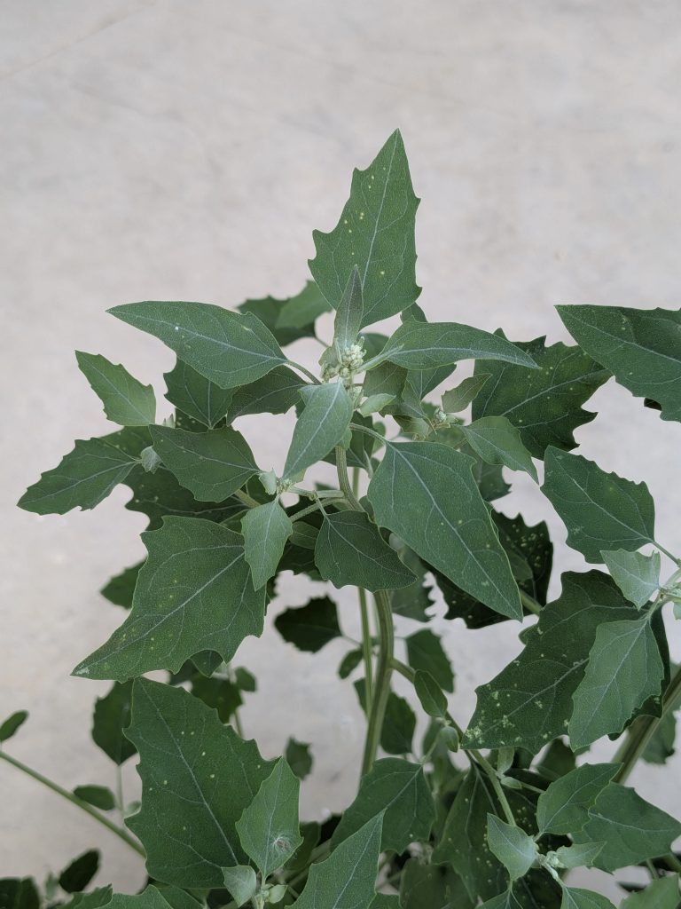 Chénopode blanc