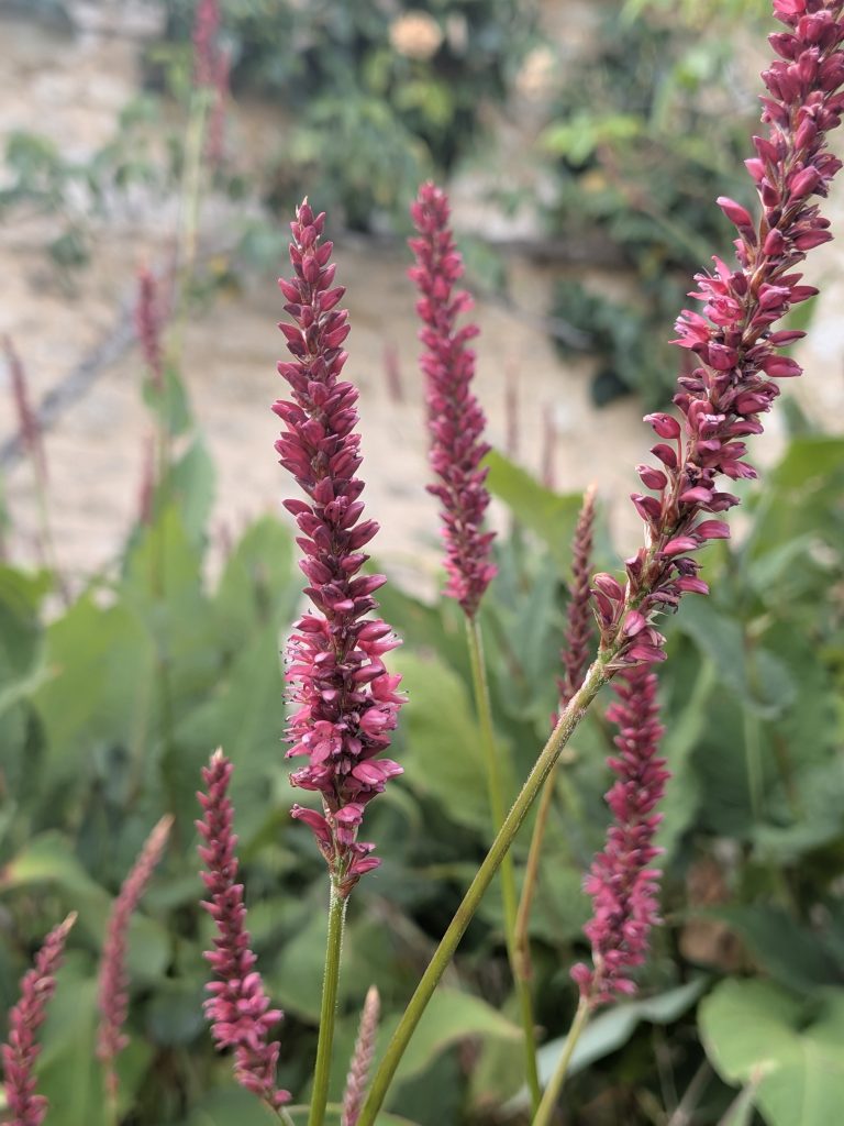 Bistorta amplexicaulis
