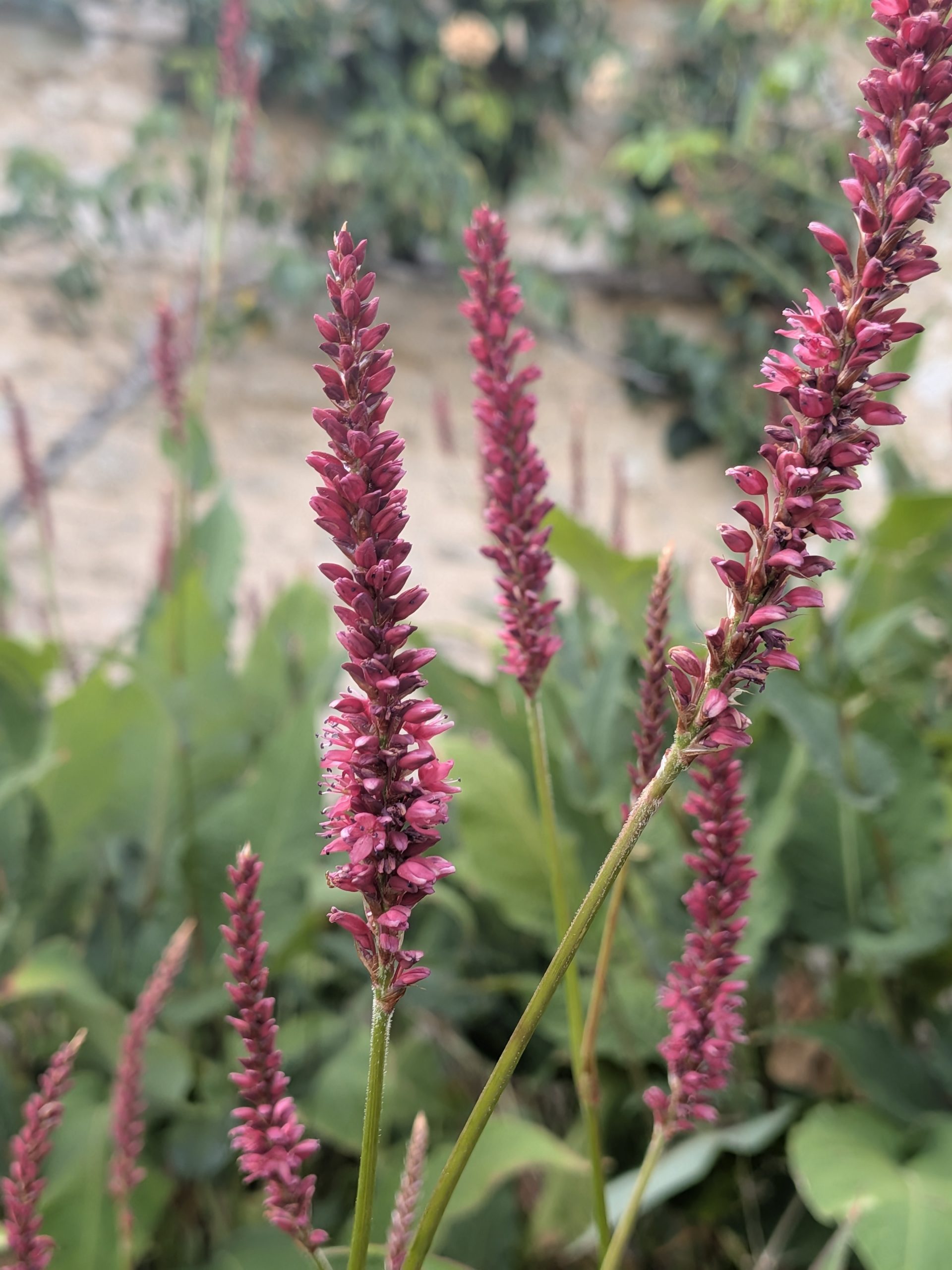 Bistorta amplexicaulis
