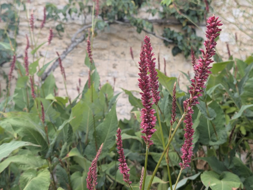 Bistorta amplexicaulis