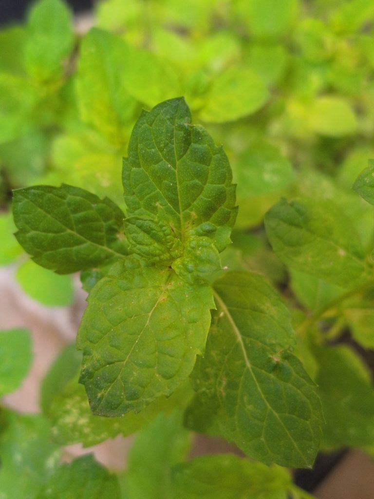 Menthe poivrée