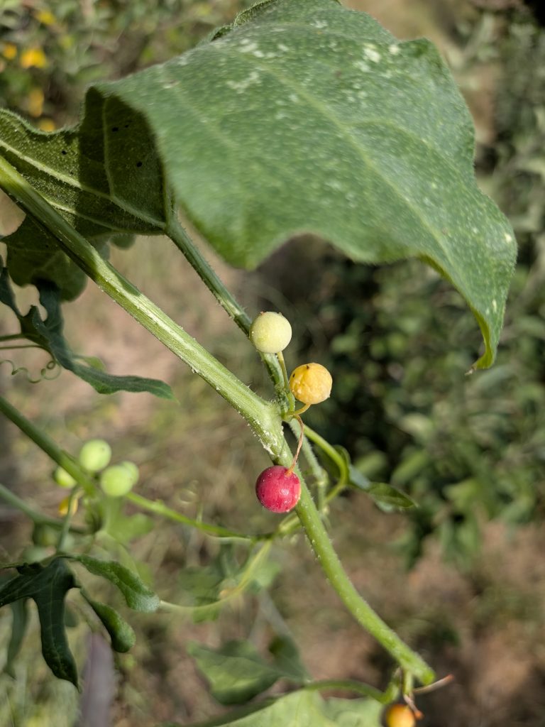 Bryone dioïque